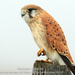 Nankeen Kestrel - Photo (c) Charles Dove, some rights reserved (CC BY-NC), uploaded by Charles Dove