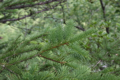 Picea koraiensis