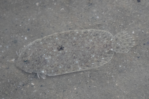 Dab (Pseudorhombus javanicus) — Paralichthyidae — 4