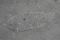Javan Flounder photo 2