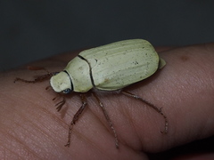 Cyphochilus apicalis