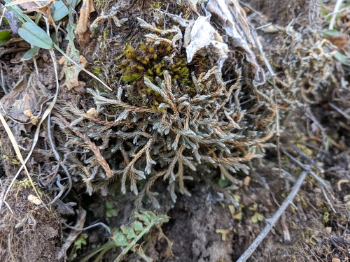 Selaginella X neomexicana
