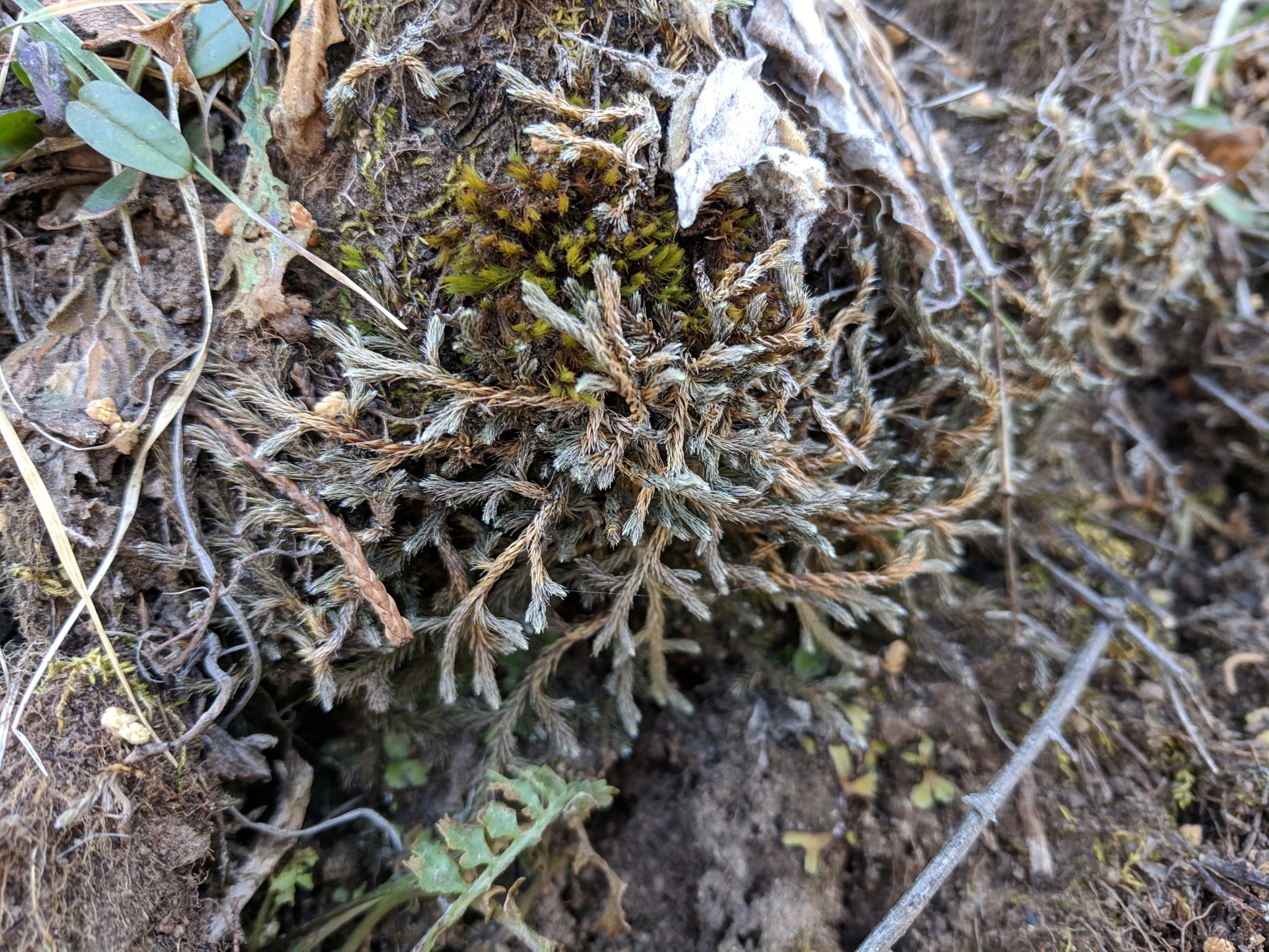 Selaginella X neomexicana