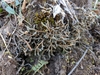 New Mexican Spikemoss - Photo (c) Alison Northup, some rights reserved (CC BY), uploaded by Alison Northup