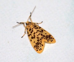 Miltochrista obsoleta