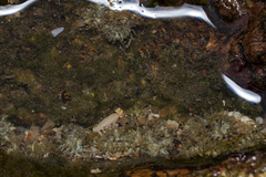 Anthopleura dixoniana