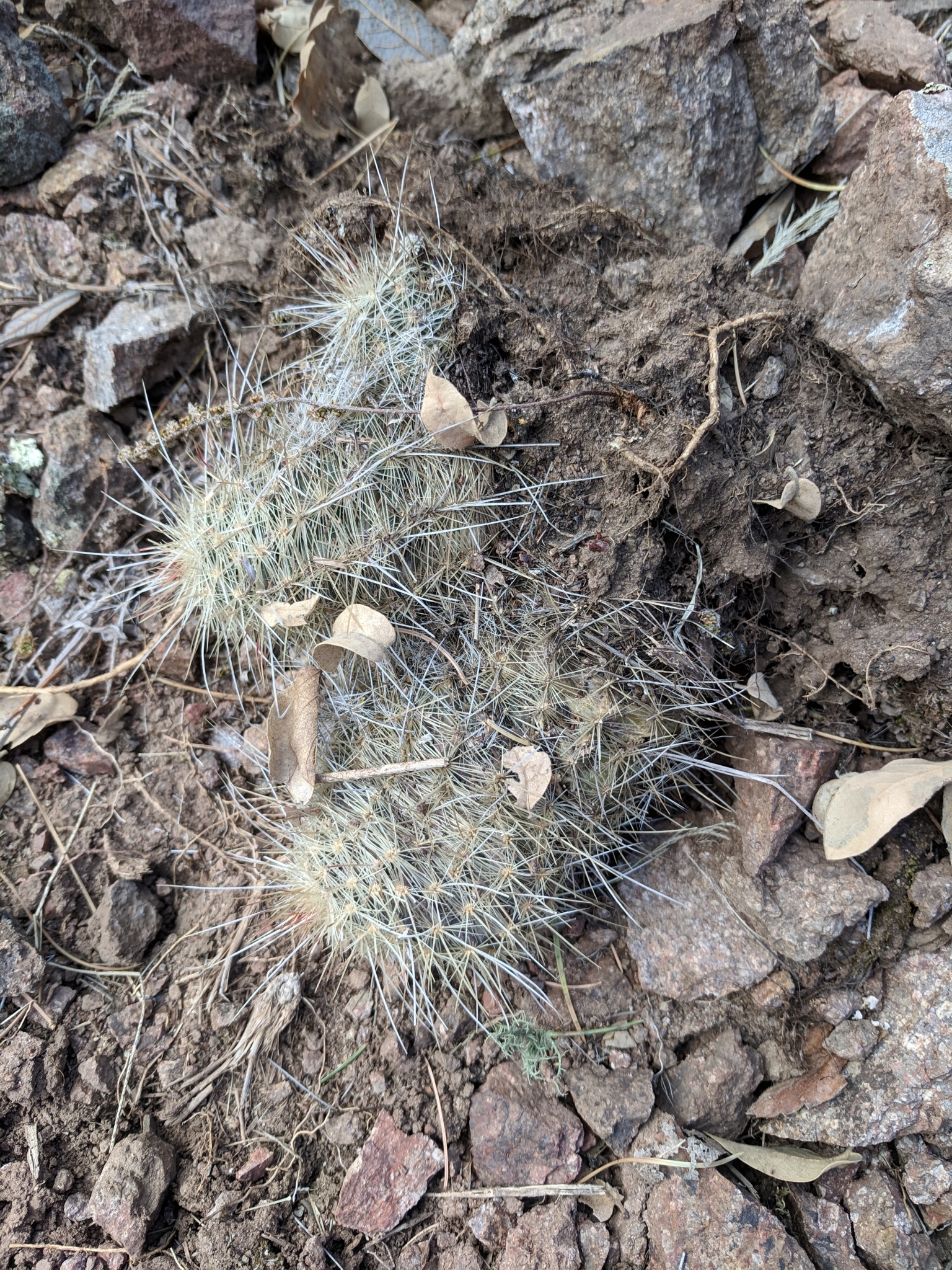 Echinocereus russanthus weedinii