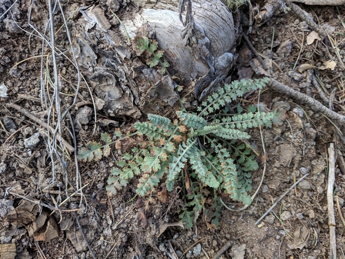 Image of Uinta Ragwort (Packera millelobata) by (c) Alison Northup, some rights reserved (CC BY)