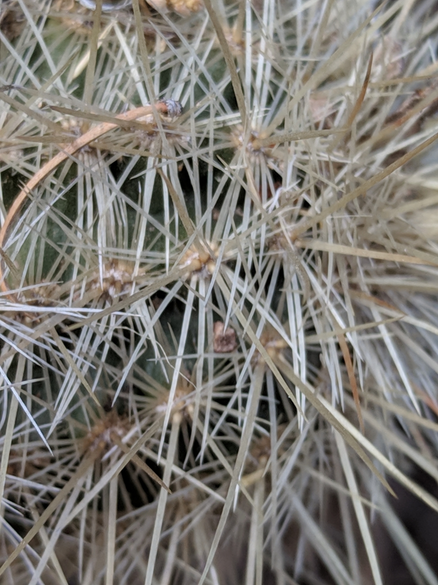 Echinocereus russanthus weedinii