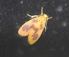 Miltochrista simonka