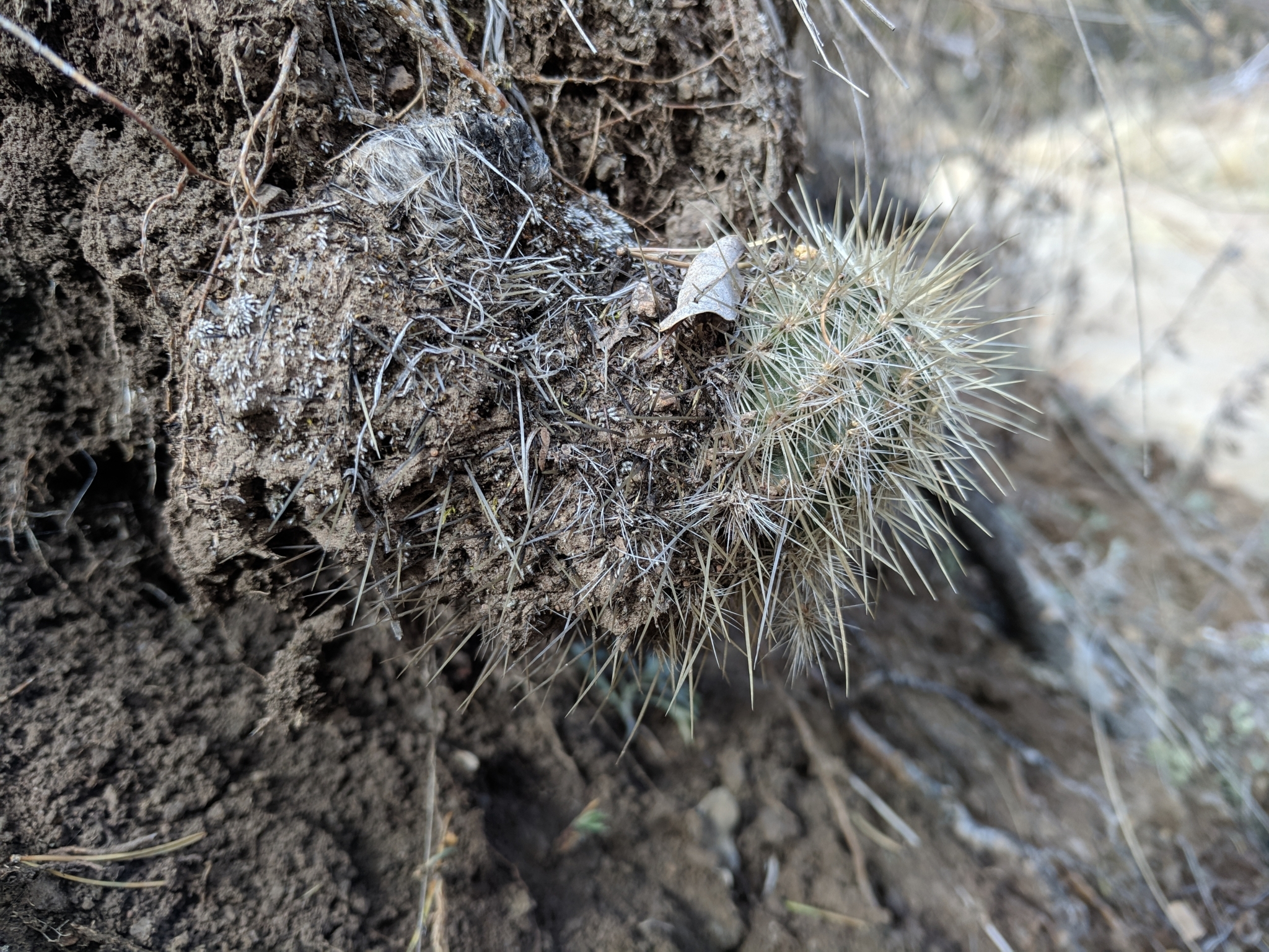 Echinocereus russanthus weedinii