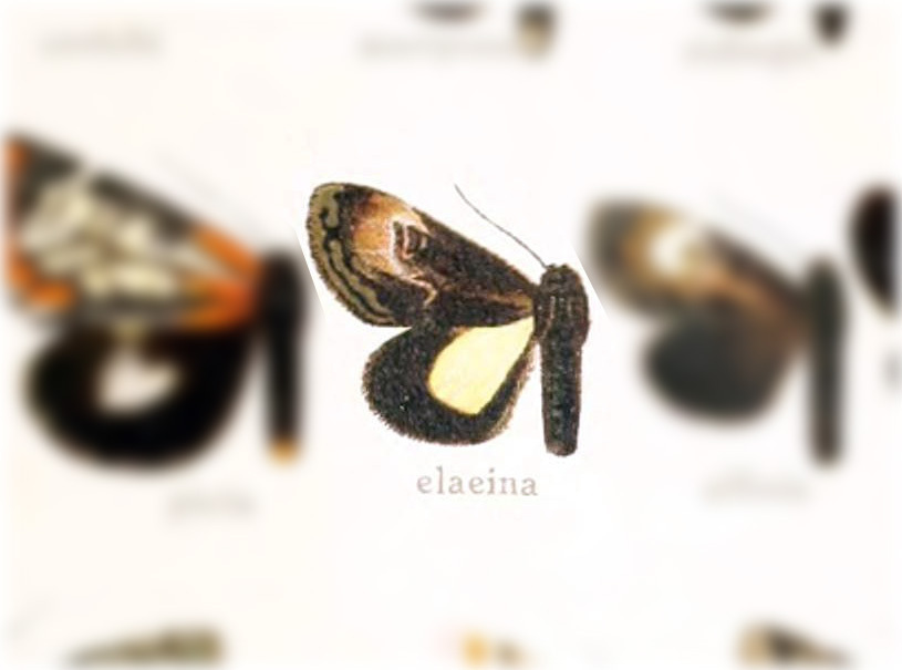 Erocha elaeina