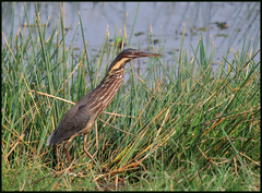 Ixobrychus flavicollis