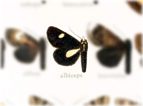 Rhosus albiceps