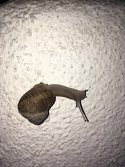 Cornu aspersum