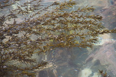 Sargassum fusiforme