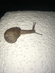 Cornu aspersum