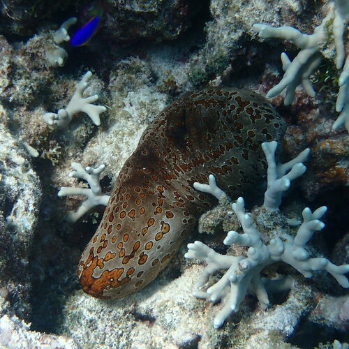 Photo of Leopard sea cucumber (Bohadschia argus)