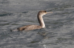 Phalacrocorax punctatus oliveri