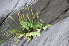 Plantago camtschatica