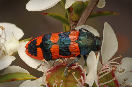 Castiarina crenata (Donovan, 1805)