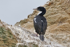 Leucocarbo carunculatus