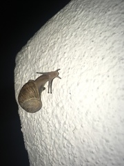 Cornu aspersum