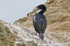 Leucocarbo carunculatus