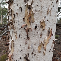 Eucalyptus wandoo