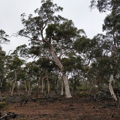 Eucalyptus wandoo