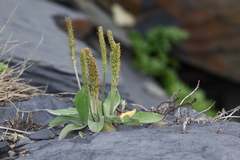 Plantago camtschatica
