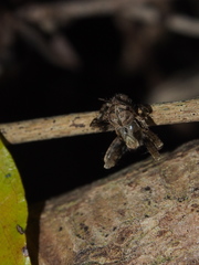 Neoscona menghaiensis