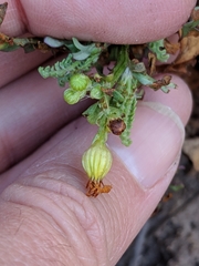 Packera millelobata