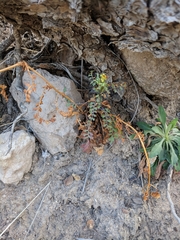 Packera millelobata