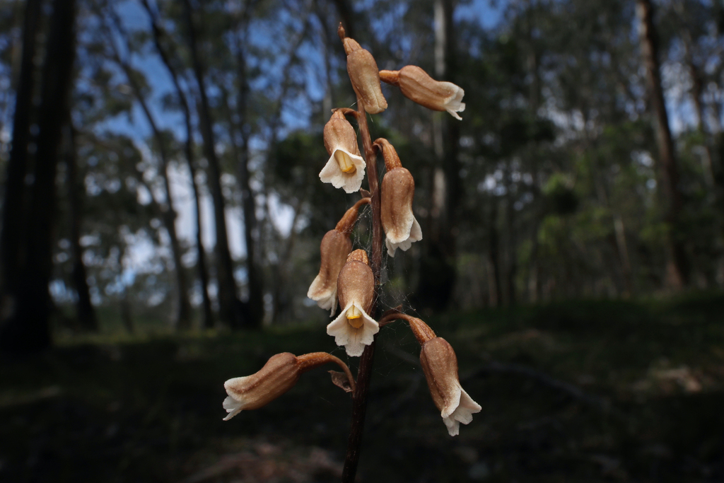 Gastrodia sesamoides