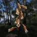 Gastrodia sesamoides - Photo (c) Connor Margetts,  זכויות יוצרים חלקיות (CC BY), הועלה על ידי Connor Margetts