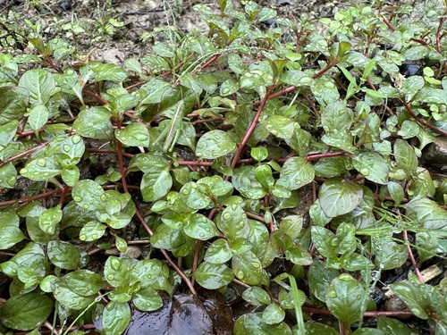 Ludwigia ovalis