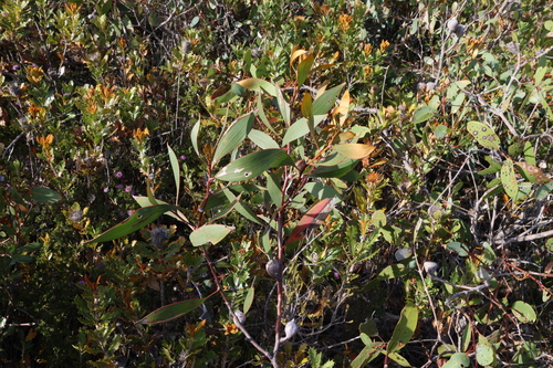 Image of Hakea laurina by (c) Greg Tasney, some rights reserved (CC BY-SA)