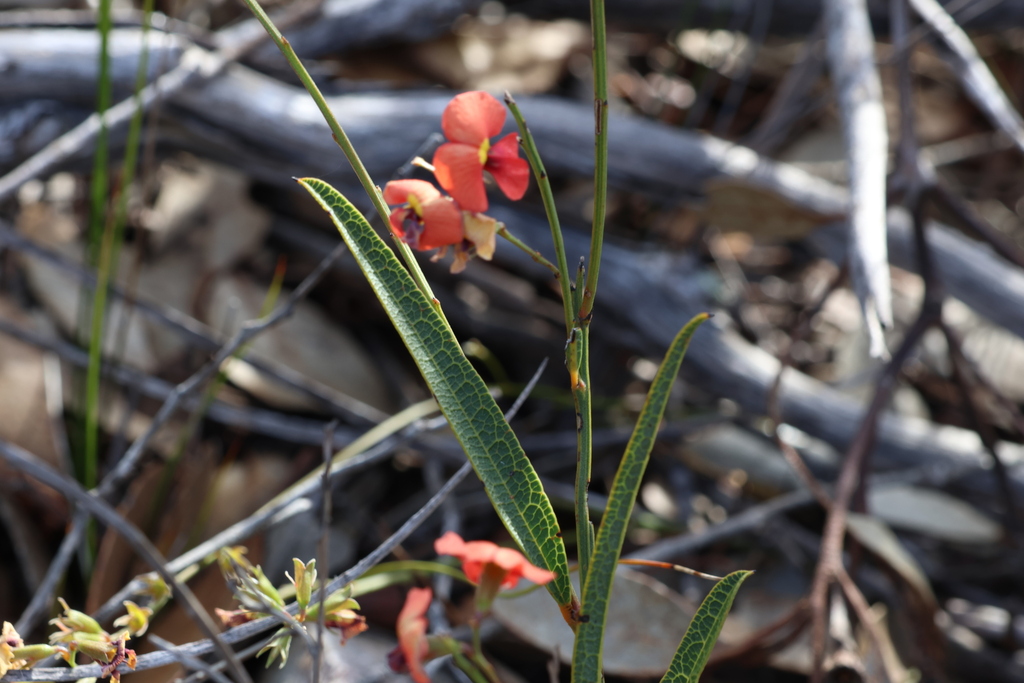 Chorizema trigonum