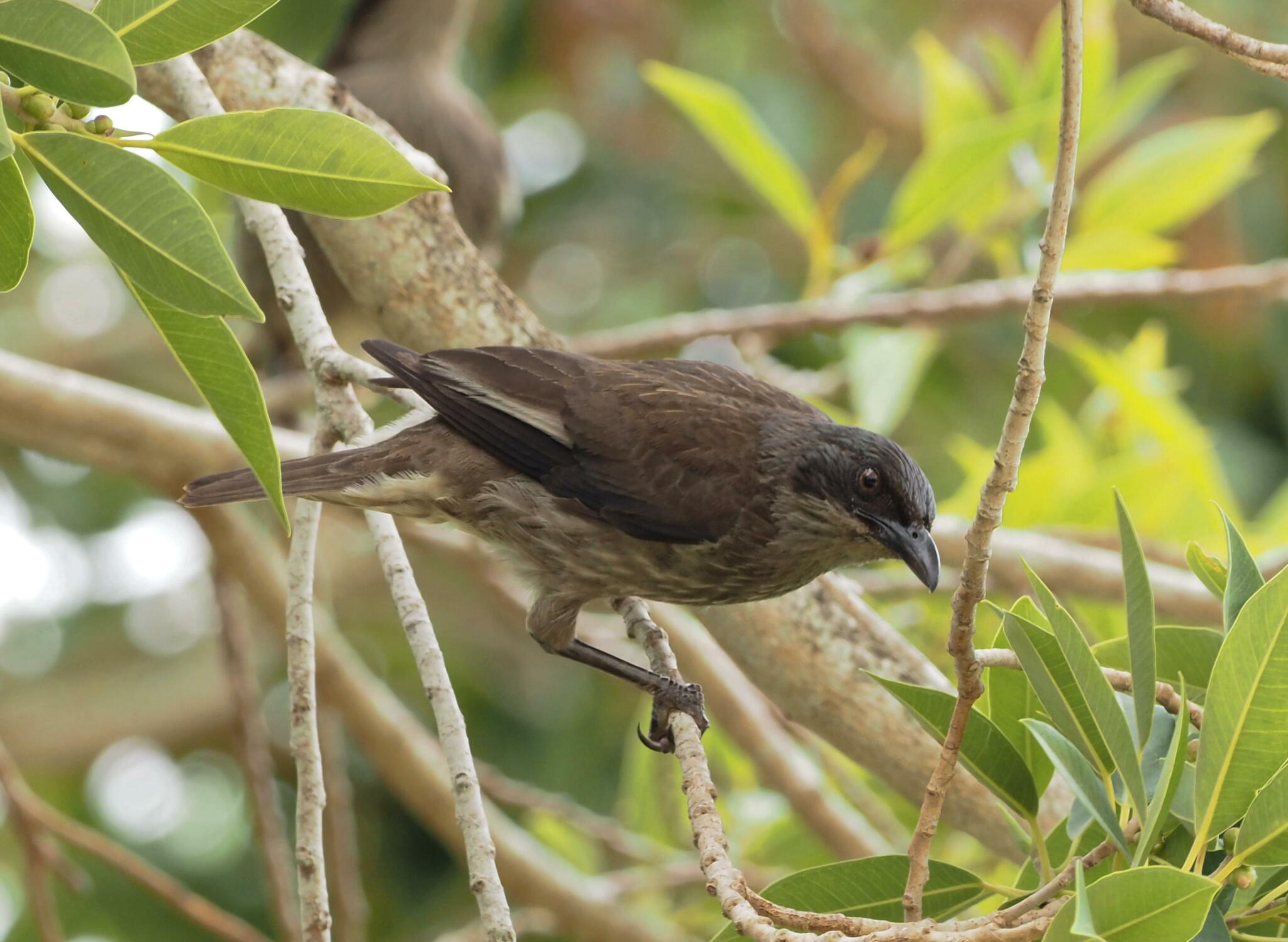 Polynesian Starling (Aplonis tabuensis), photo 6