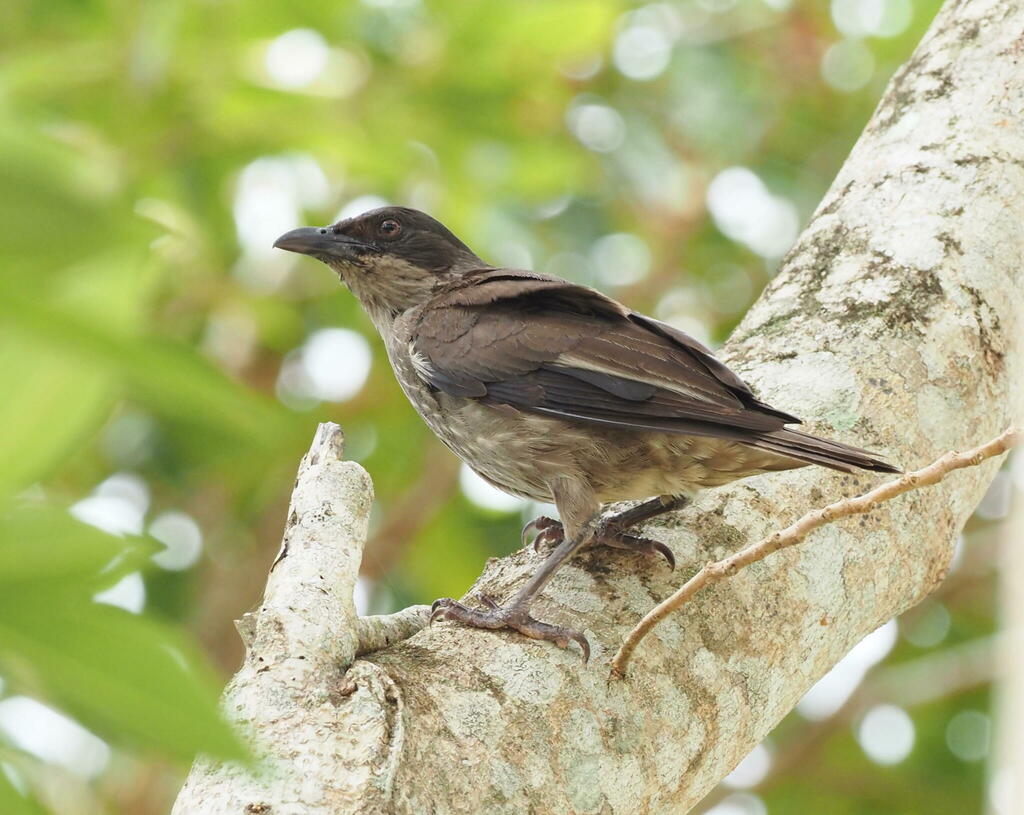 Polynesian Starling (Aplonis tabuensis) photo