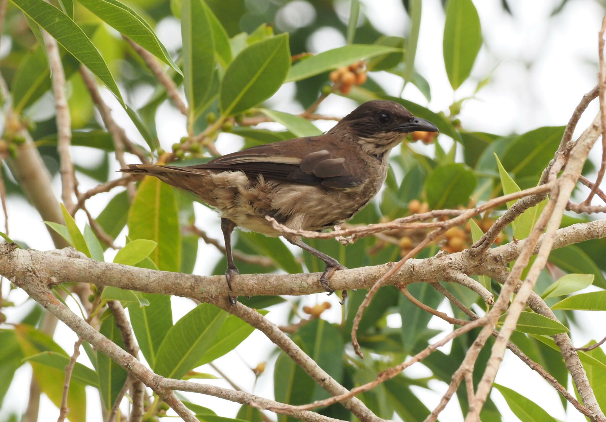 Polynesian Starling (Aplonis tabuensis), photo 7