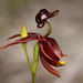 Large Flying Duck Orchid - Photo (c) Connor Margetts, some rights reserved (CC BY), uploaded by Connor Margetts