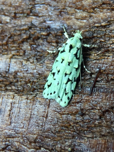 Green lichen tuft moth photo 2