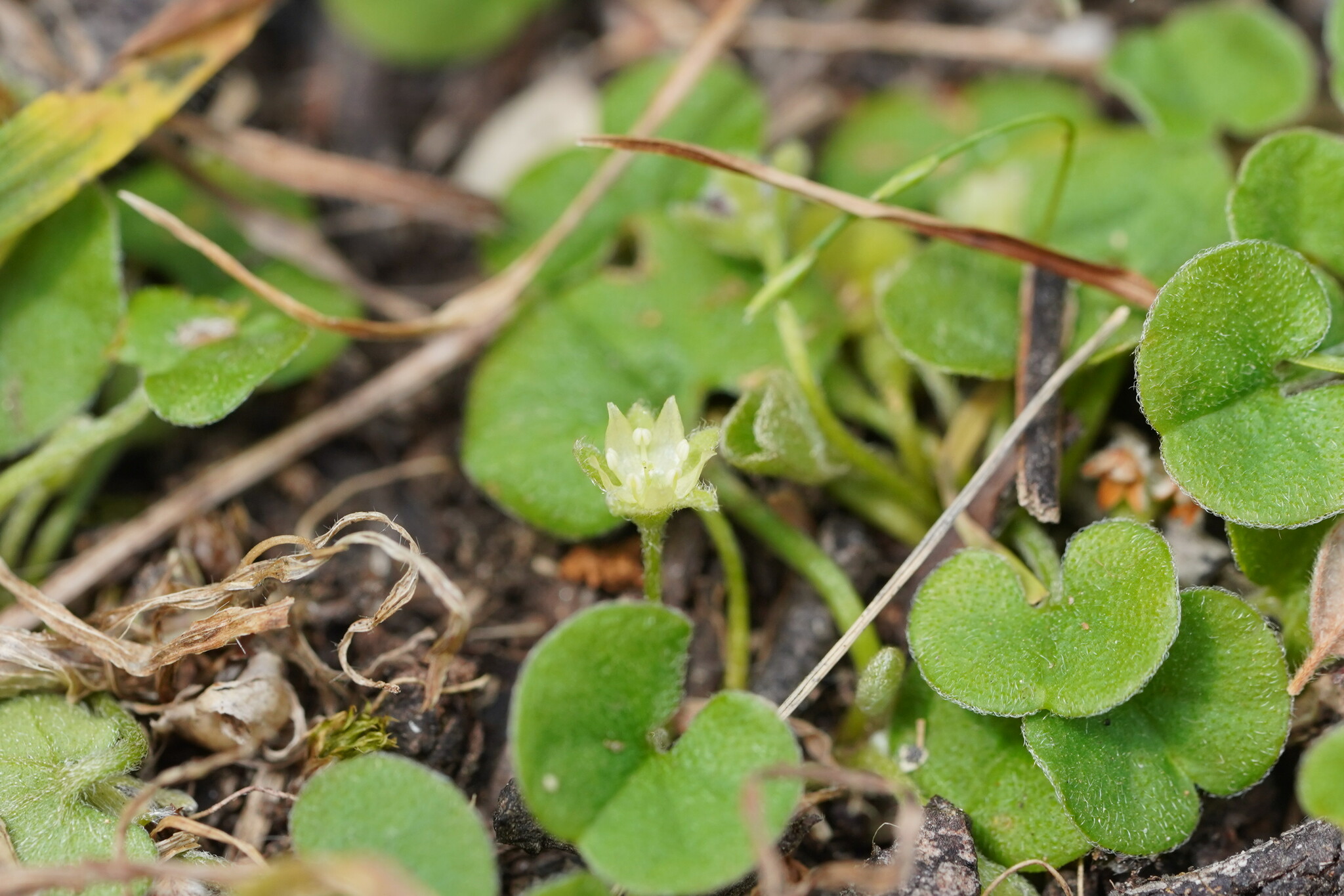 kidney weed (Dichondra repens)  iNaturalist