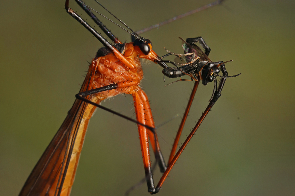 Harpobittacus australis