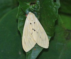 Spilosoma eldorado