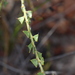 Acacia phlebopetala pubescens - Photo (c) Greg Tasney, algunos derechos reservados (CC BY-SA), subido por Greg Tasney