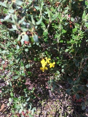 Erysimum capitatum lompocense