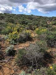 Erysimum capitatum lompocense